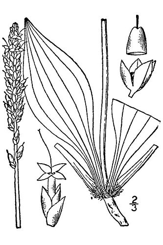 Plantago eriopoda